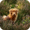 Nova Scotia Duck Tolling Retriever