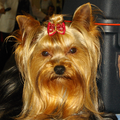 De echte web site van de  Ned.Yokshire Terrier Club