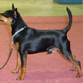 kennel 