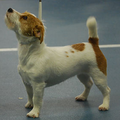 Jack Russell Terrier Kennel Van Berkeloord