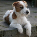 Jack Russell Terrier Kennel Van Berkeloord