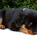 Rottweilerkennel van de Wodanahoeve