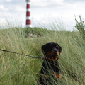 Rottweilerkennel van de Wodanahoeve