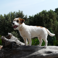 Baci, JRT kennel van 't 