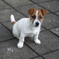 Jack Russell Terrier Kennel Van Berkeloord