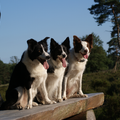 Eye of O`Shaydee Border-Collies