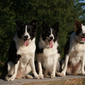 Eye of O`Shaydee Border-Collies
