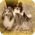 Sheltie