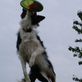 Eye of O`Shaydee Border-Collies