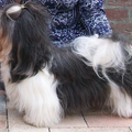 Zenzi Havanezers