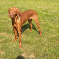 Vizsla (Hongaarse staande hond)