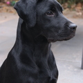Labrador