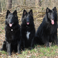 Groenendaelerkennel 
