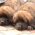Leonberger