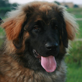 Leonberger
