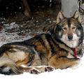 Arctic legend