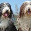 Heronsplace Bearded Collies