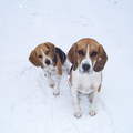 Beagle