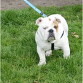 Jester`s Bulldogs