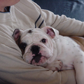 Jester`s Bulldogs