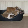 Jester`s Bulldogs