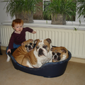 Jester`s Bulldogs