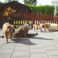 Jester`s Bulldogs