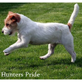 Hunters Pride, of the Jack Russell Terriers 