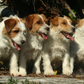Hunters Pride, of the Jack Russell Terriers 
