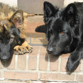 Angel of Wassenaer, ODH Kennel