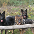 Angel of Wassenaer, ODH Kennel