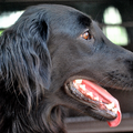 Flat Coated Retriever