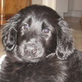 Flat Coated Retriever