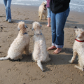 Irish Softcoated Wheaten Terriër