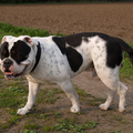 Old English Bulldog