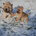 Red Creek Rebels Cairn Terriers