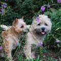 Red Creek Rebels Cairn Terriers