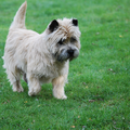 Red Creek Rebels Cairn Terriers