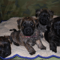 Red Creek Rebels Cairn Terriers