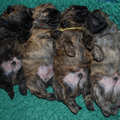 Red Creek Rebels Cairn Terriers