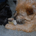 Red Creek Rebels Cairn Terriers