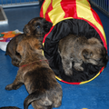 Red Creek Rebels Cairn Terriers