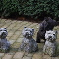 Red Creek Rebels Cairn Terriers