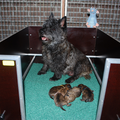 Red Creek Rebels Cairn Terriers