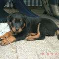 Rottweiler