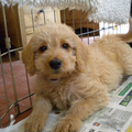 Labradoodle pups, Kennemer Doodles