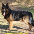 Oud Duitse Herdershond