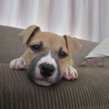 American Staffordshire Terrier