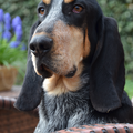 Basset Blue de Gascogne