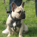 Franse Bulldog
